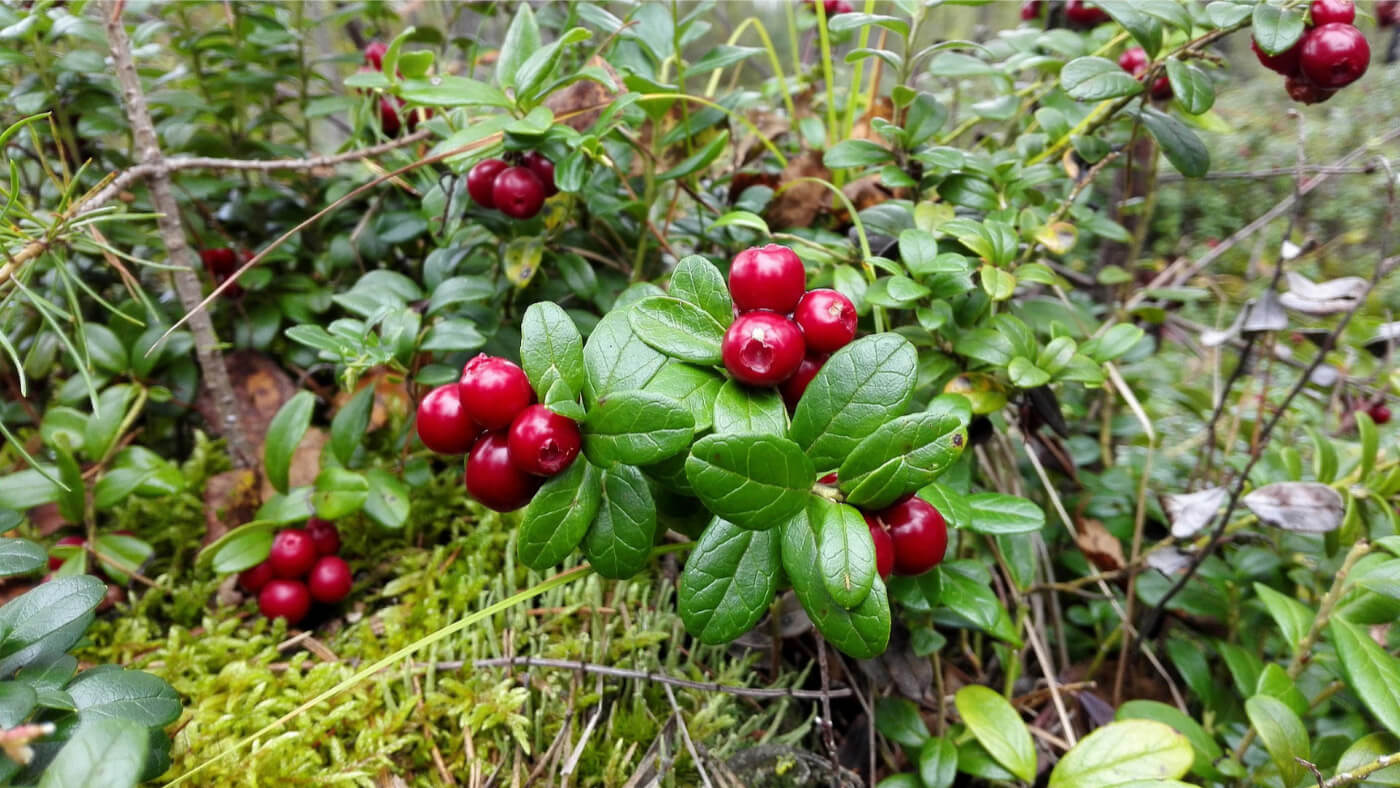 wild lingonberry (Vaccinium vitis-idaea) fruits and leaves on bush