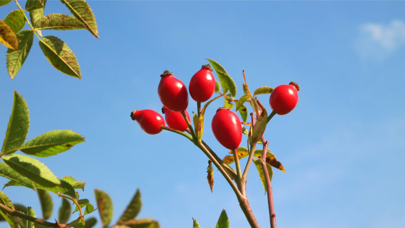 wild rosehip (Rosa canina) fruits and leaves