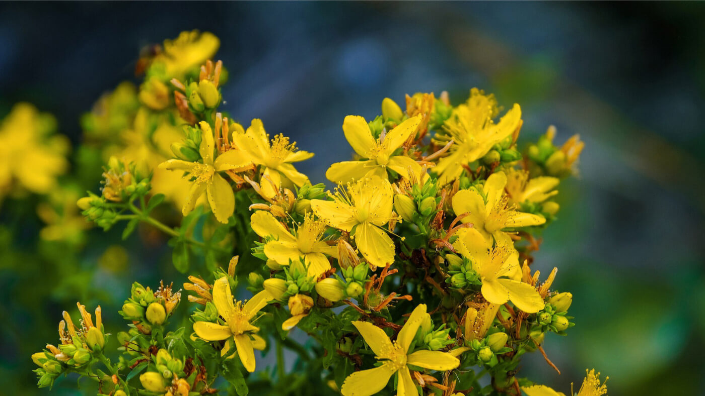 wild St-John's wort (Hypericum perforatum) blossom yellow flowers