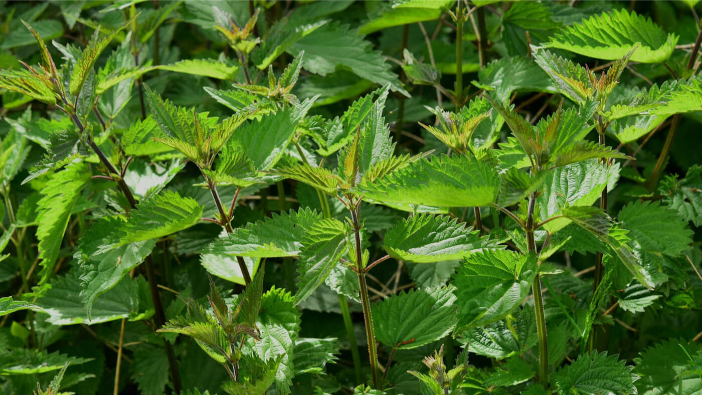 wild stinging nettle (Urtica dioica) herbs leaves