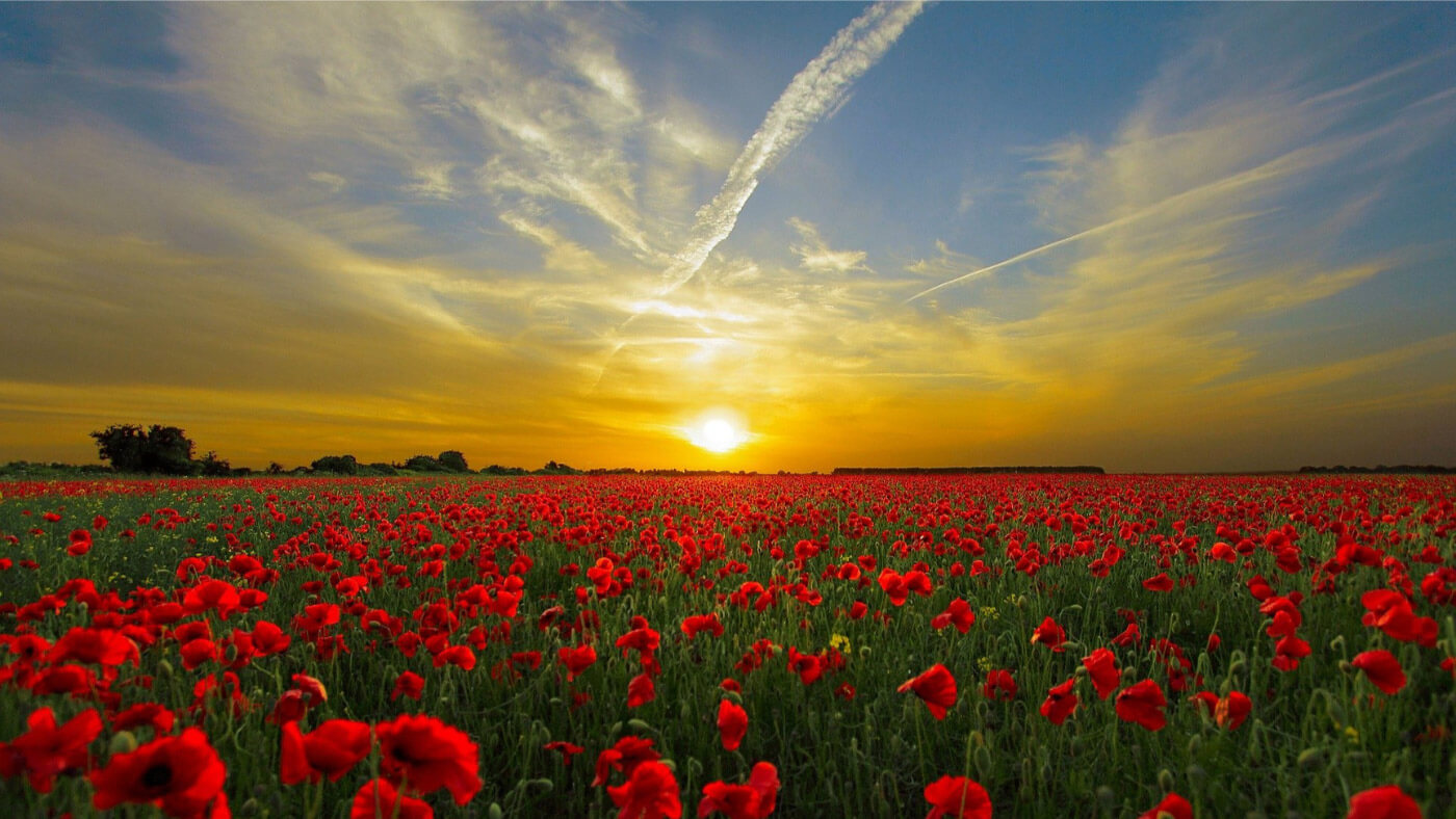 Sunset over a red flowers field