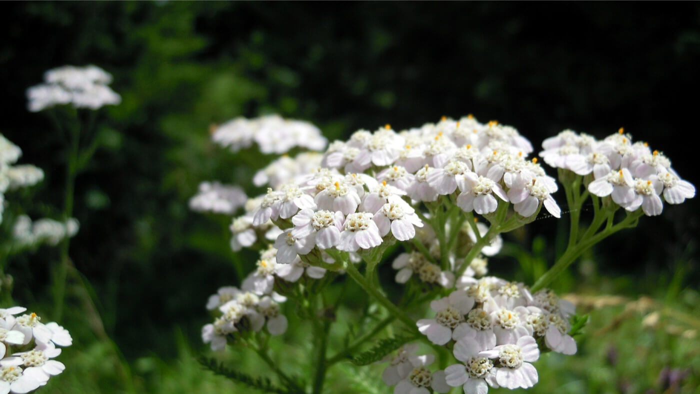 wild yarrow milfoil (Achilea millefolium) white flowers