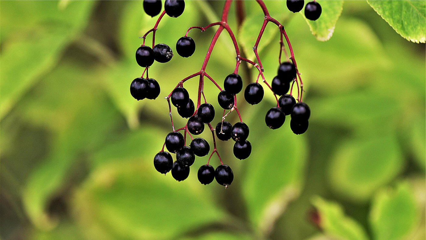 black elderberry (Sambucus nigra) fruits on branch