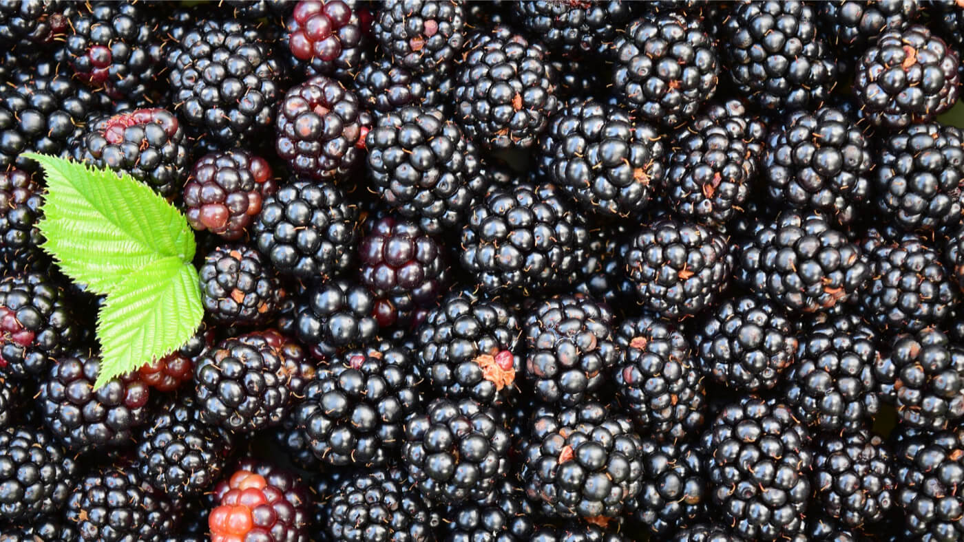 Wild Blackberry Fruits