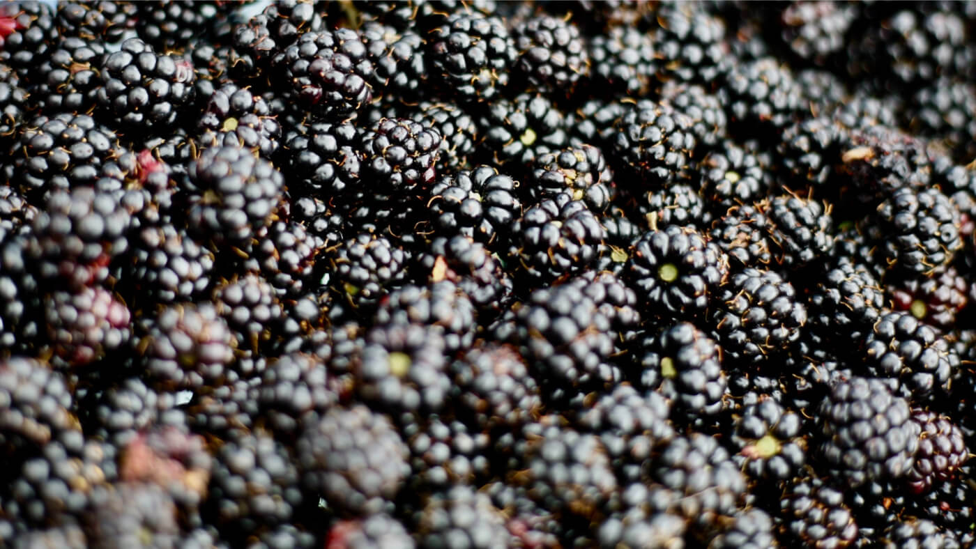 Blackberry fruits close up