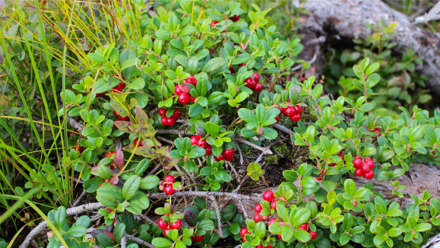 lingonberry (Vaccinium vitis-idaea) bush with fruits