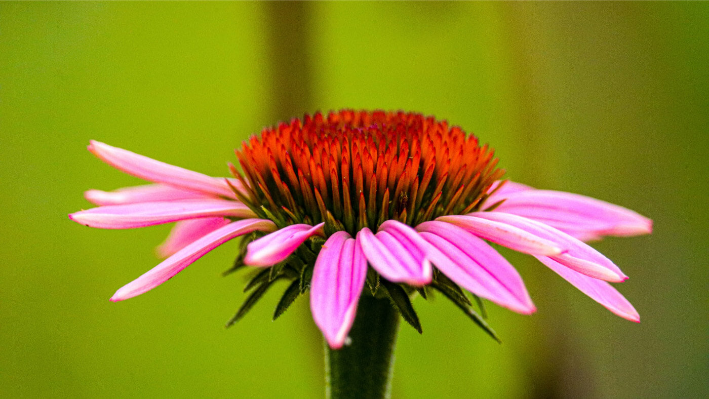 Echinacea flower