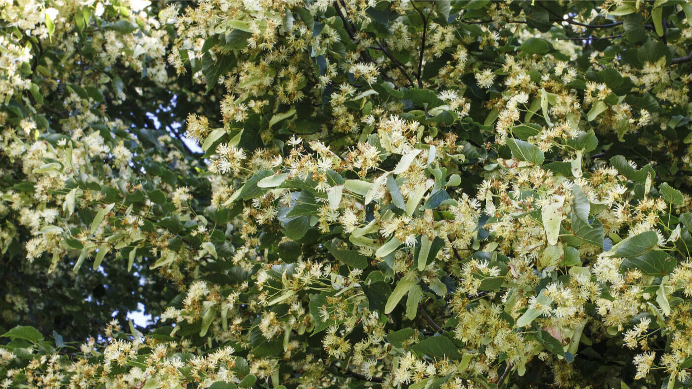 linden blossom (Tilia cordata) tree with flowers in bloom