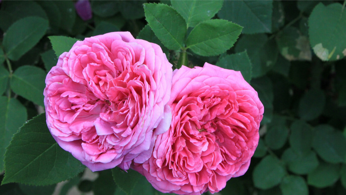 damask rose (Rosa × damascena) flowers and leaves