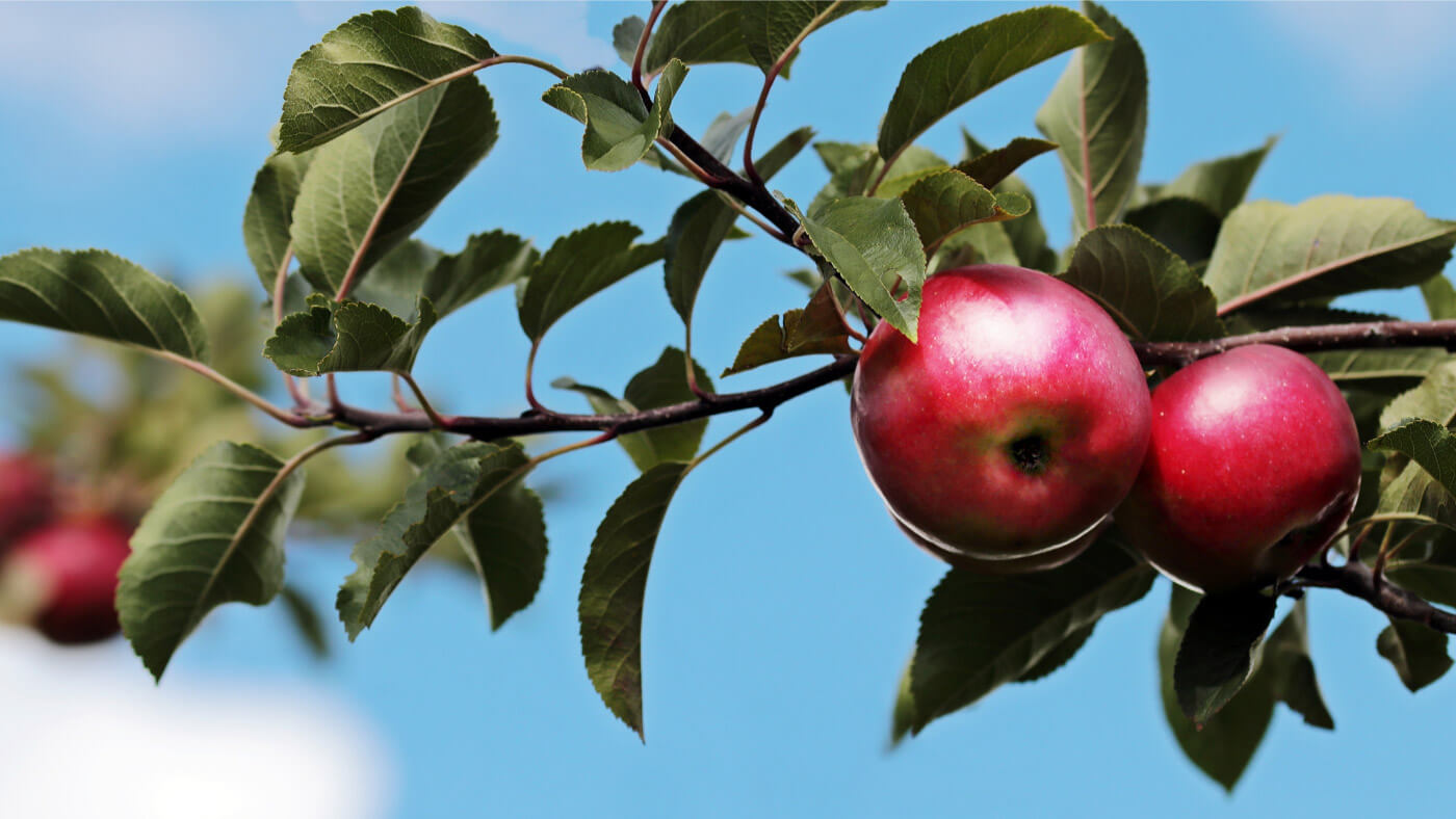 Ripe red apples (Malus pumila) on tree branch