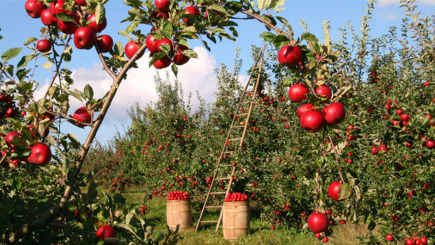 Red apples in trees in orchard
