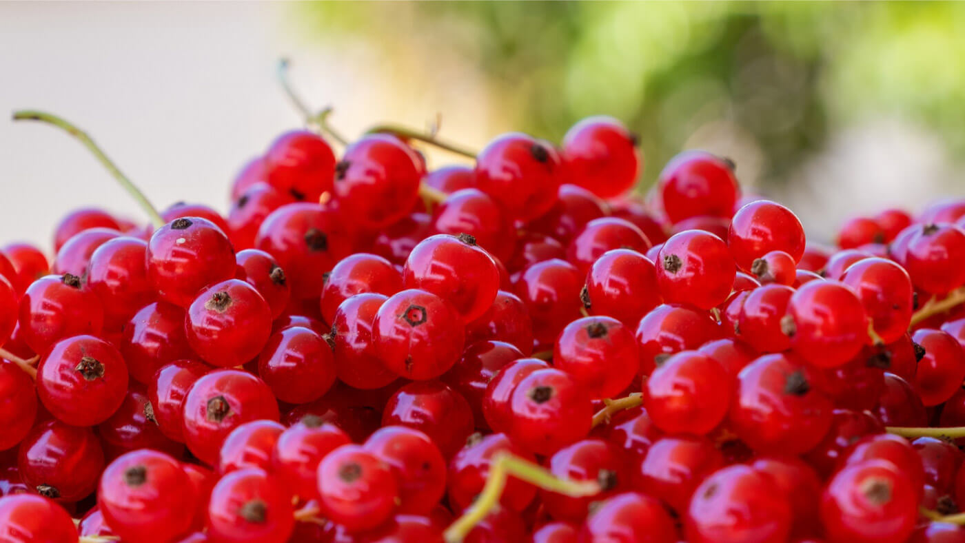 Redcurrant (Ribes rubrum) fruits