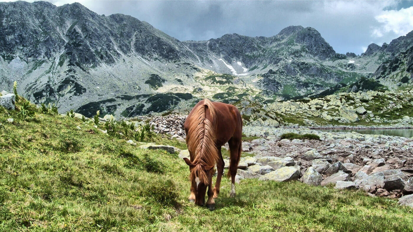 Horse eating grass on Retezat mountains peak in Transylvania Romania