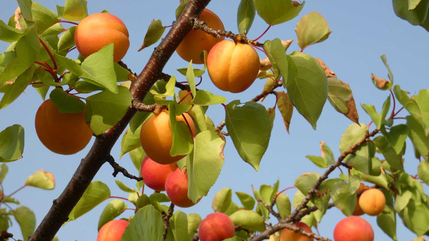 apricot (Prunus armeniaca) fruits on tree branch with leaves