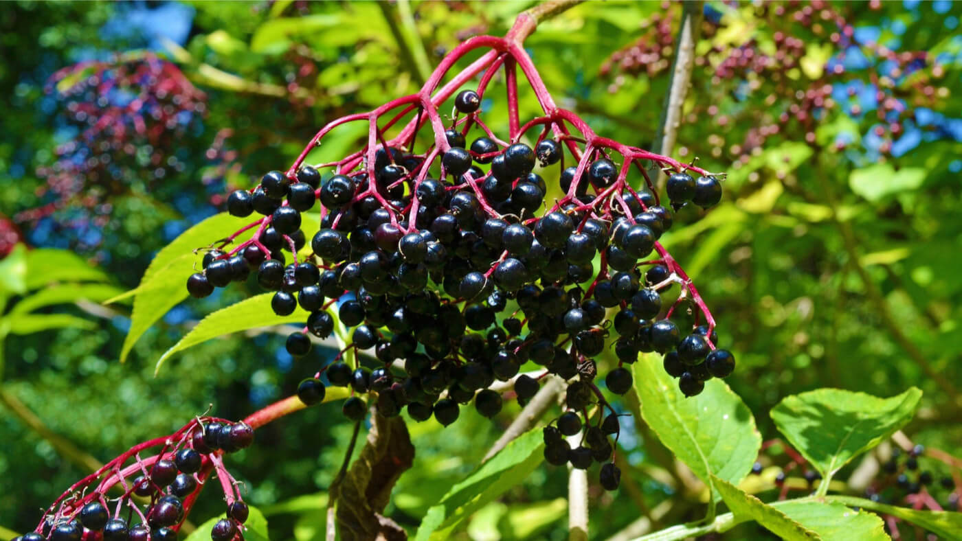 black elderberry (Sambucus nigra) fruits leaves 