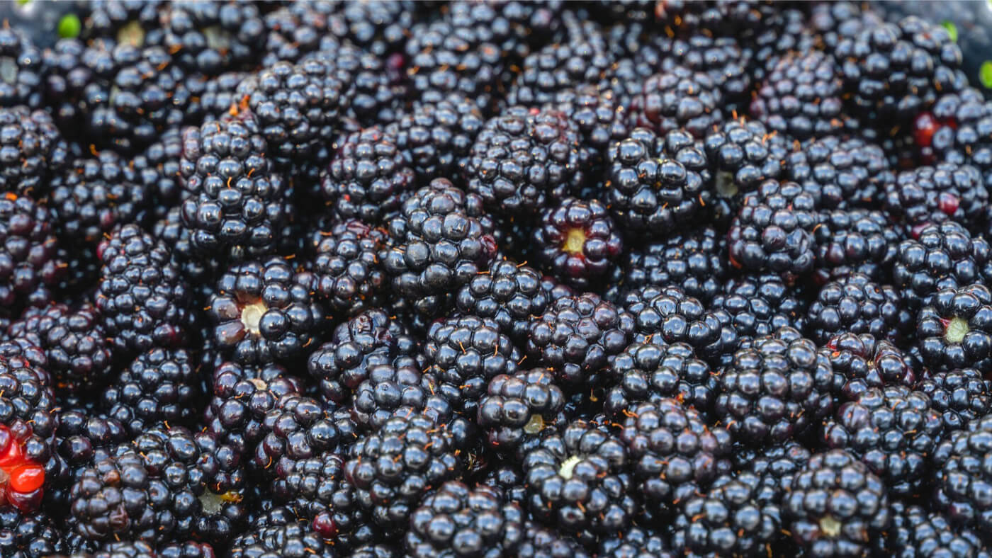 wild blackberry (Rubus fruticosus L) fruits