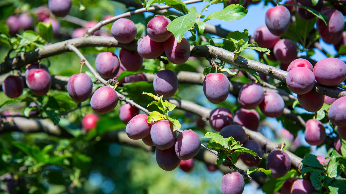 Ripe plums on tree branch
