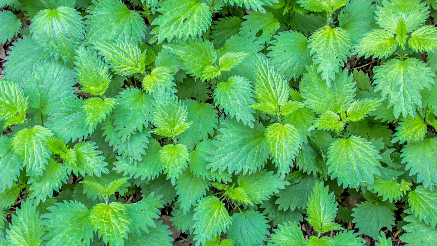 Stinging nettle (Urtica dioica) leaves