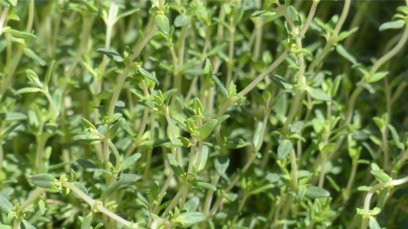 wild thyme (Thymus vulgaris) herbs leaves