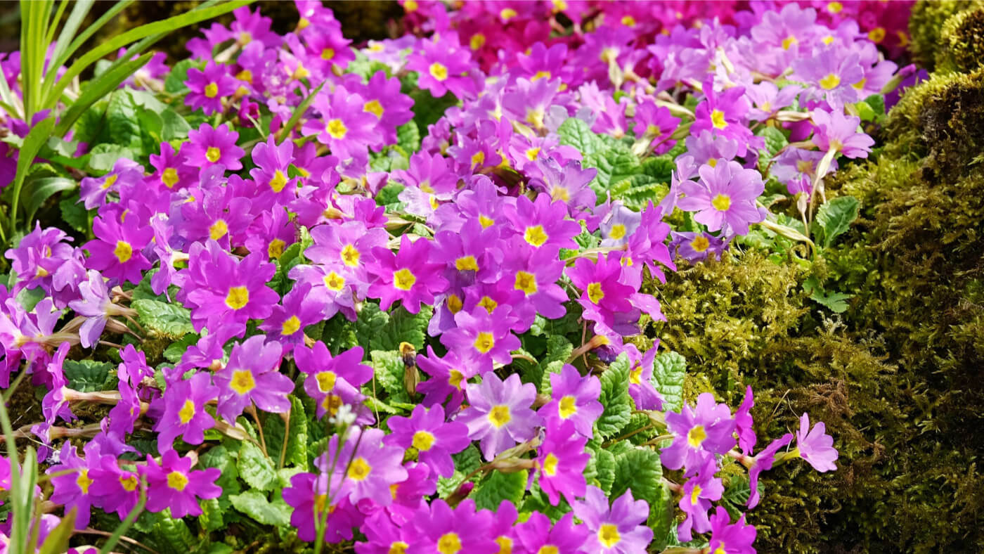 wild primrose (Primula veris) violet flowers green leaves