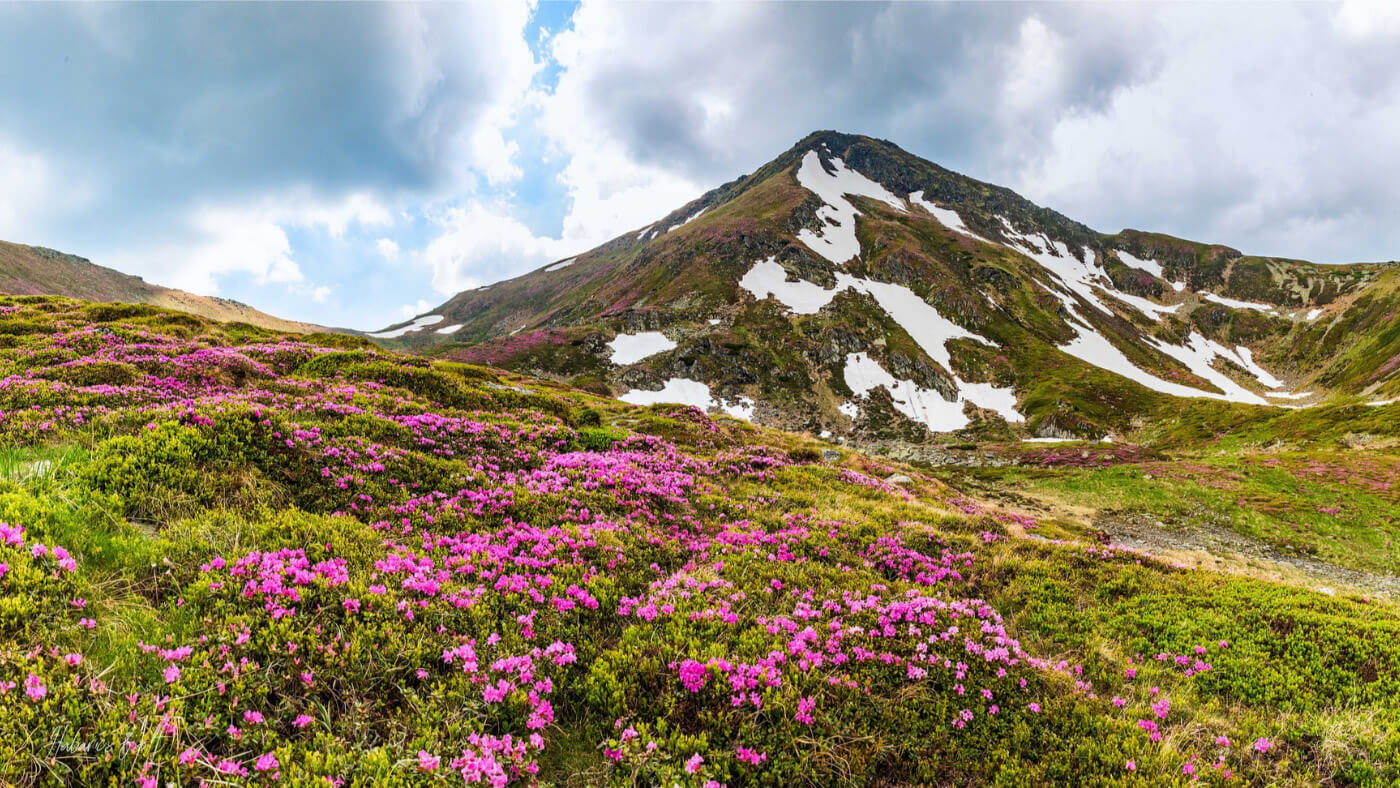 Amazing Transylvania mountains and wild flowers